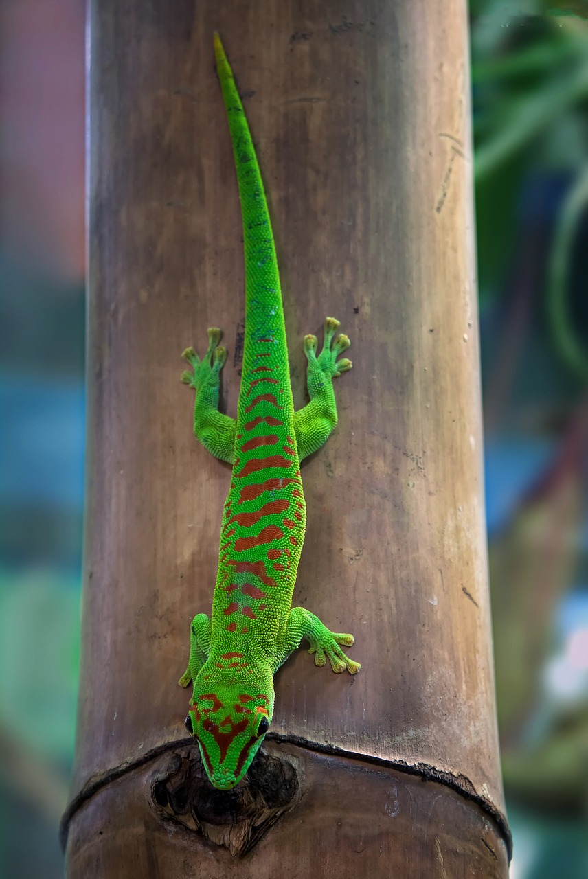 Malagasy Taggecko, Gecko, Dienos Gecko, Roplių Driežas, Mažas, Žalias, Ropliai, Skalė, Vabzdžių Valgytojas, Iguana