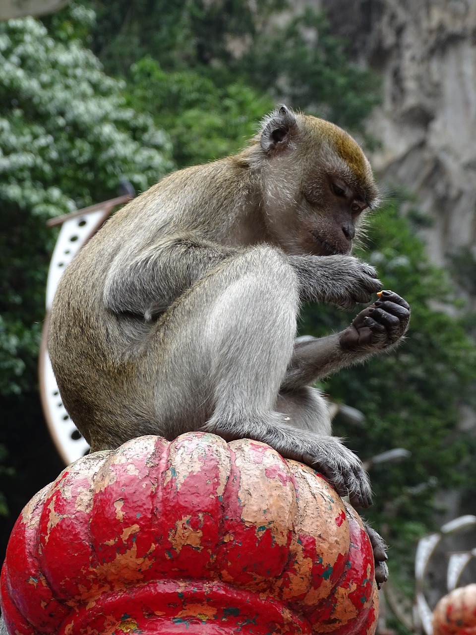 Malaizija, Batu Urvai, Beždžionė, Gyvūnai, Nemokamos Nuotraukos,  Nemokama Licenzija