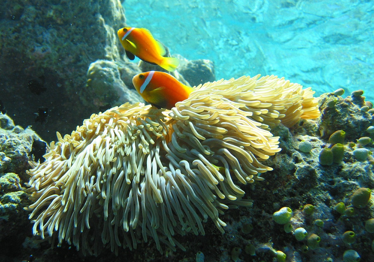 Maldive Anemonefish, Clownfish, Atogrąžų, Žuvis, Vandenynas, Jūrų, Spalvinga, Koralas, Vanduo, Gamta