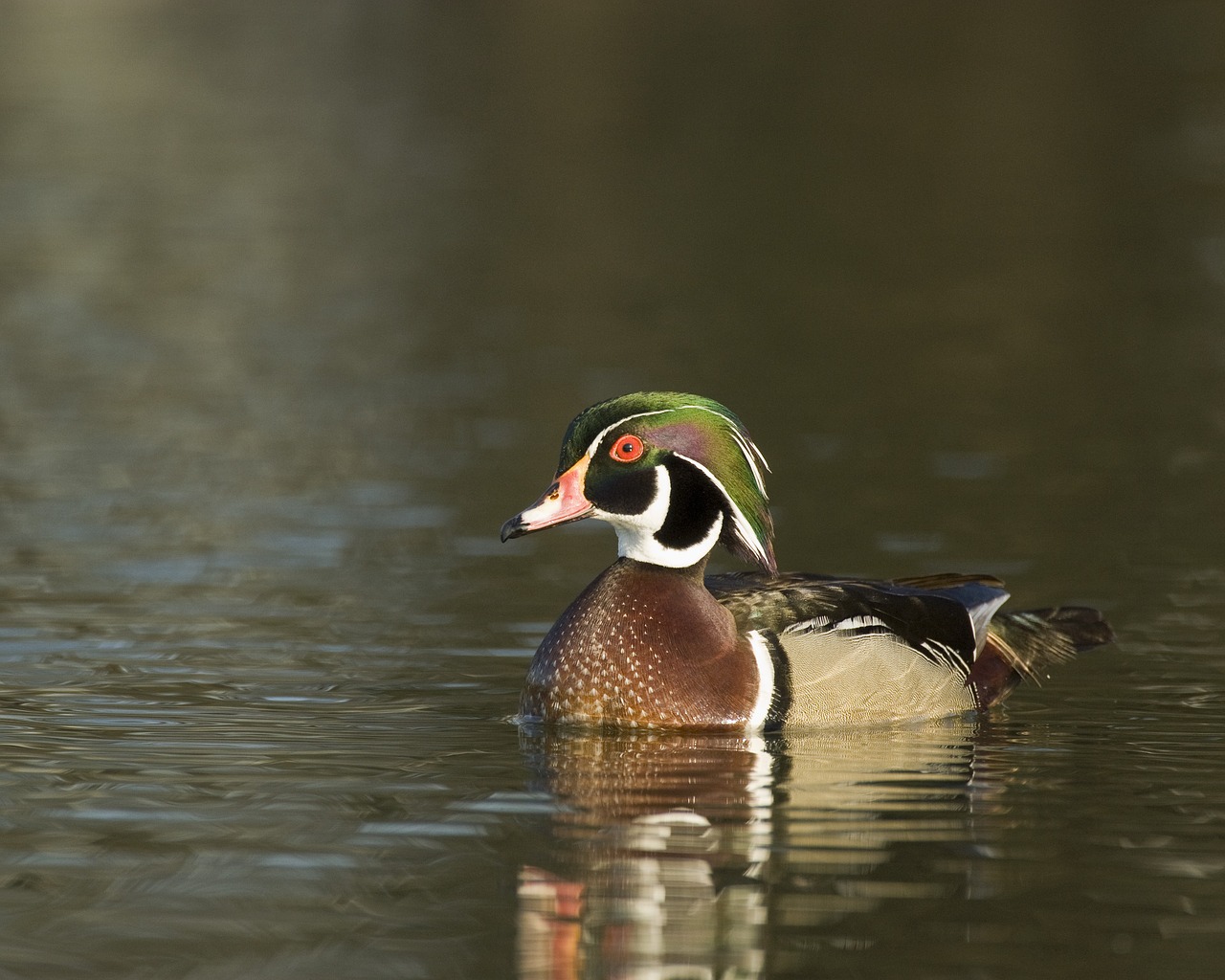 Patinas, Medžio Antis, Antis, Gyvūnas, Laukinė Gamta, Drake, Tvenkinys, Paukštis, Birding, Maudytis