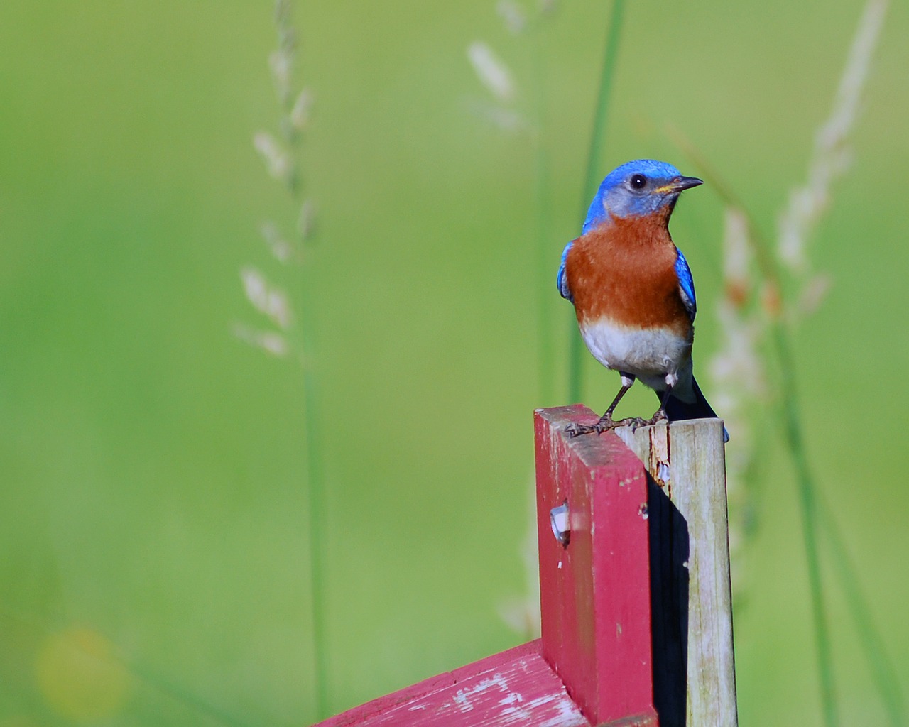 Vyriška Mėlyna Paukštis, Mėlynas Paukštis, Paukštis, Birding, Nemokamos Nuotraukos,  Nemokama Licenzija