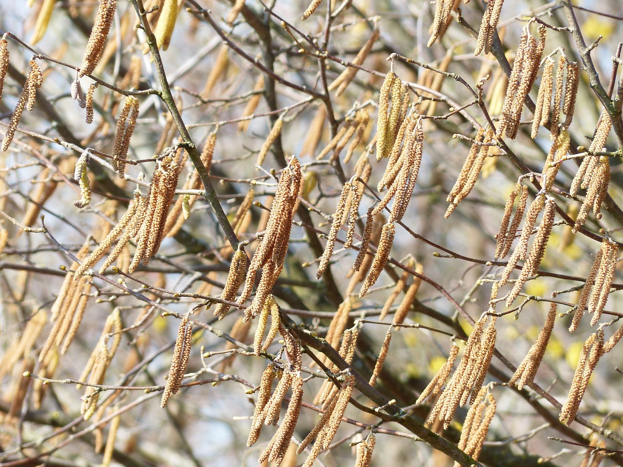 Vyriškos Lyties Berniukas, Gėlės, Žiedų Kačiukas, Žiedynai, Žiedadulkių Tiekėjas, Bendras Lazdynas, Corylus Avellana, Lazdynas, Beržo Šiltnamio, Betulaceae