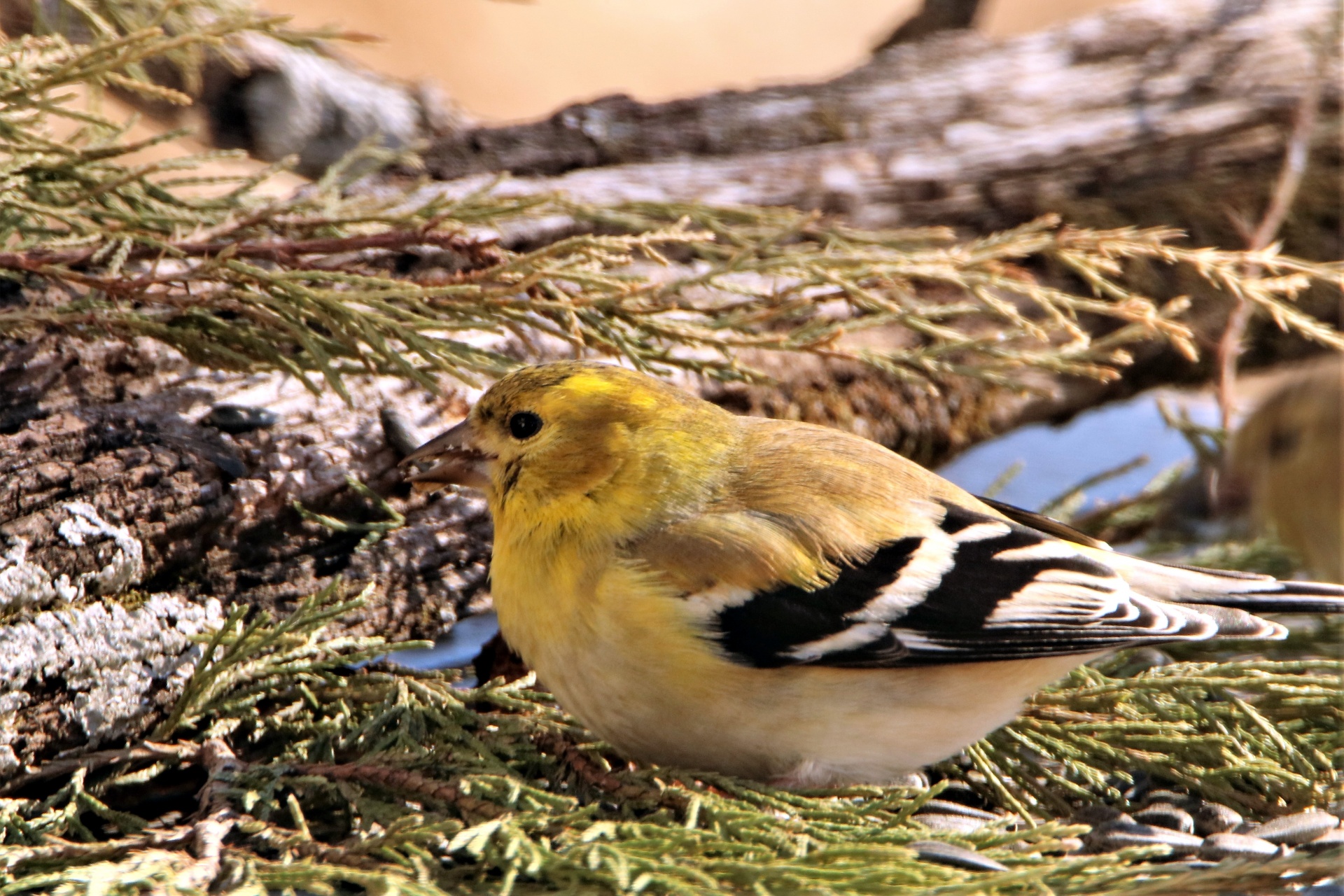 Gamta,  Laukinė Gamta,  Gyvūnai,  Paukščiai,  Geltona & Nbsp,  Paukštis,  Aukso Žievė,  Vyrų & Nbsp,  Goldfinch,  Geltona & Nbsp