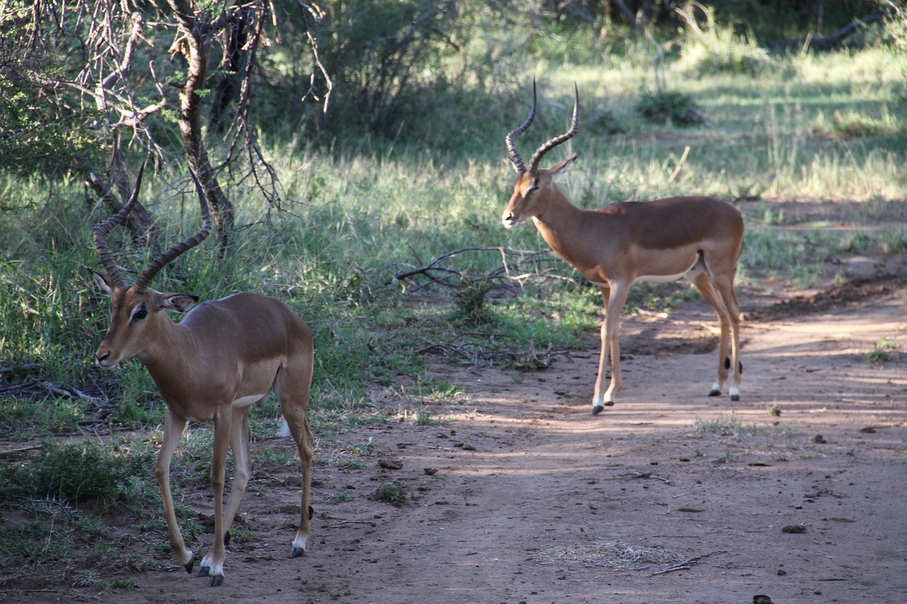 Vyrų Impala, Pilanesbergas, Safari, Gyvūnas, Lauke, Krūmas, Afrika, Pietų Afrika, Laukiniai, Turizmas