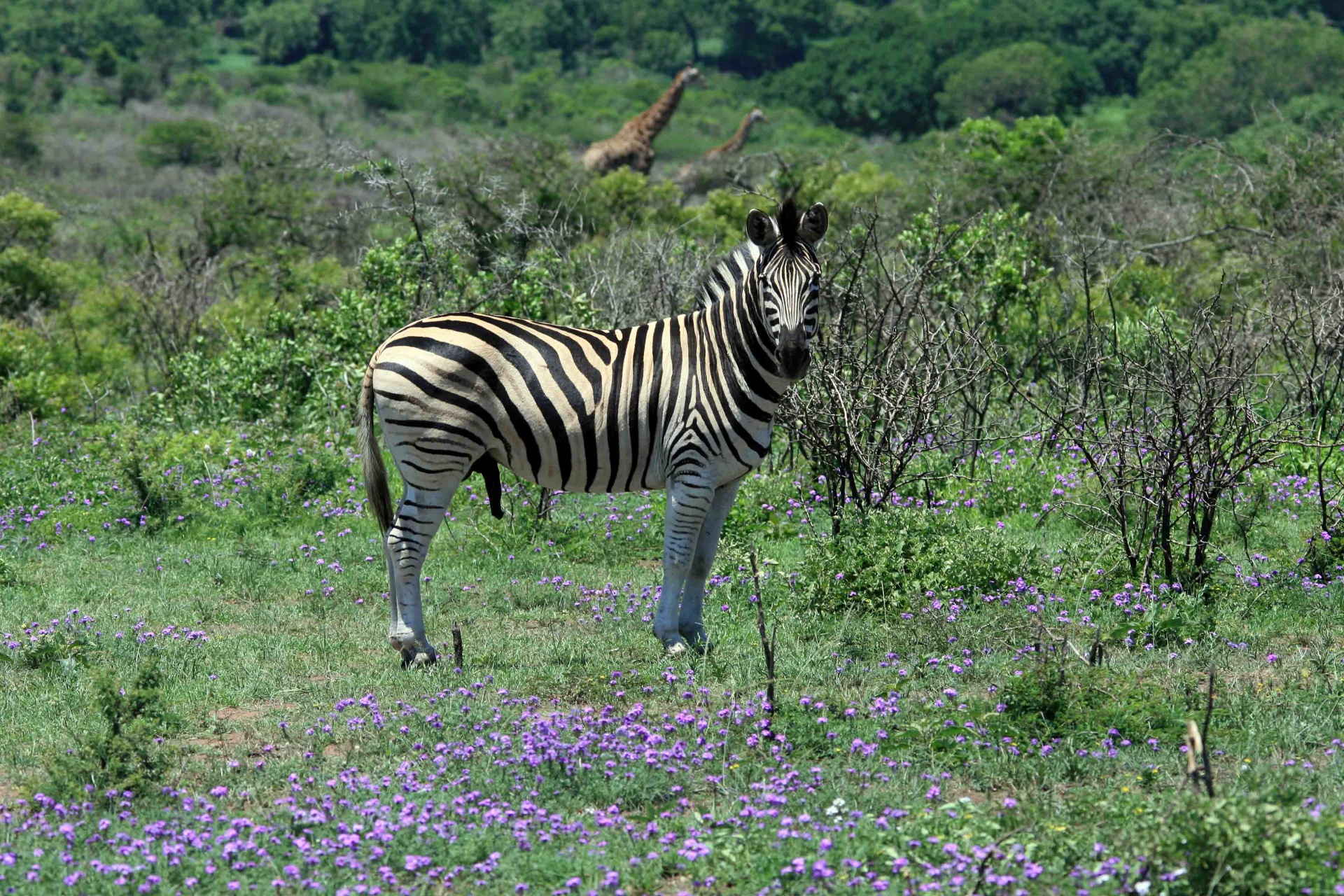 Gyvūnas,  Žaidimas,  Zebra,  Patinas,  Juoda,  Balta,  Dryžuotas,  Vyrų Zebras Krūmo Kraštovaizdyje, Nemokamos Nuotraukos,  Nemokama Licenzija