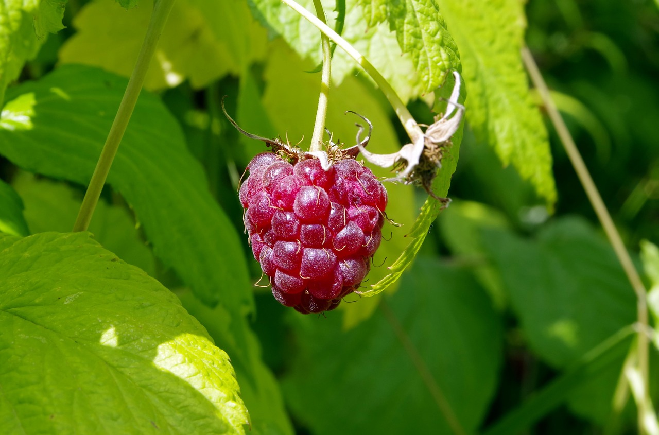 Malina, Avietės, Vaisiai, Sodas, Desertas, Augalas, Šviežias, Krūmas, Saldus, Aviečių Lapai