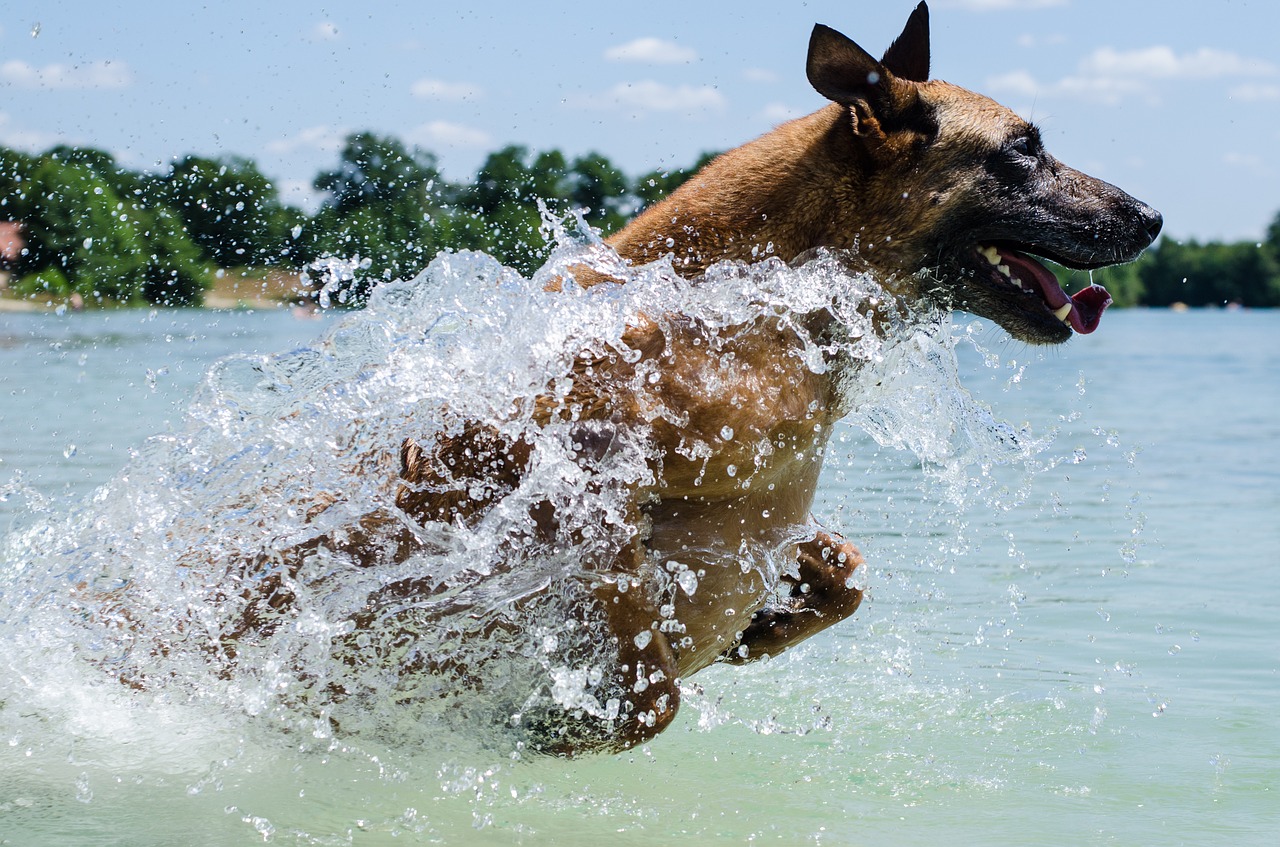 Malinois, Šuo, Vanduo, Šokinėti, Belgijos Aviganis, Schäfer Šuo, Naminis Gyvūnėlis, Uždaryti, Lašas Vandens, Plaukti