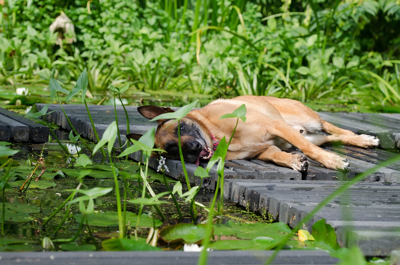 Malinois, Vandens Sodas, Šuo Basks, Vasaros Oras, Per Šilta, Atsipalaidavimas, Aušinimas, Internetas, Hibridas, Vasara