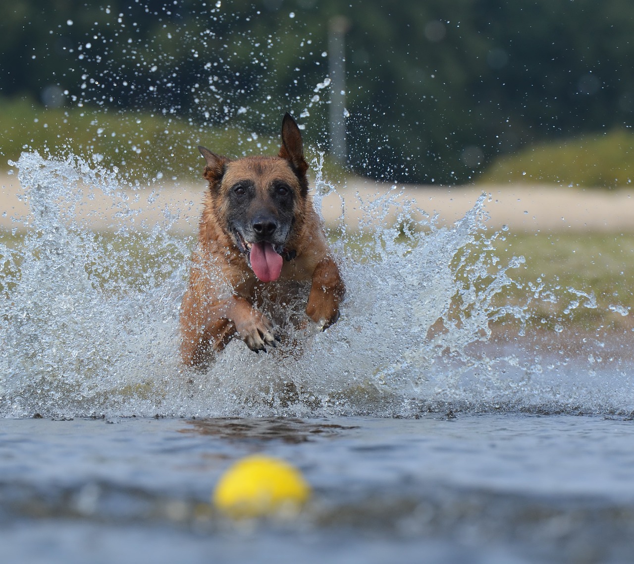 Malinois, Vanduo, Rutulys, Belgijos Aviganis, Vasara, Žaislai, Judesio Įrašymas, Nemokamos Nuotraukos,  Nemokama Licenzija