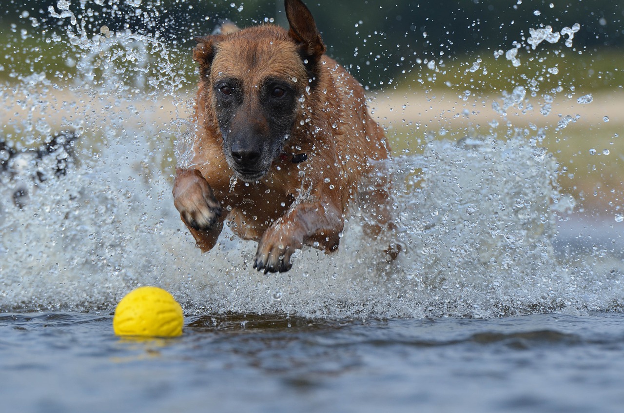 Malinois, Rutulys, Vasara, Atsipalaidavimas, Šokinėti, Vanduo, Nemokamos Nuotraukos,  Nemokama Licenzija