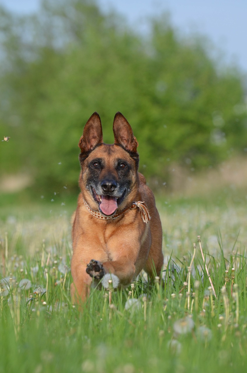 Malinois, Kiaulpienių Pieva, Judesio Įrašymas, Bėgimo Šuo, Draugiškas, Belgijos Aviganis, Patinas, Pieva, Nemokamos Nuotraukos,  Nemokama Licenzija