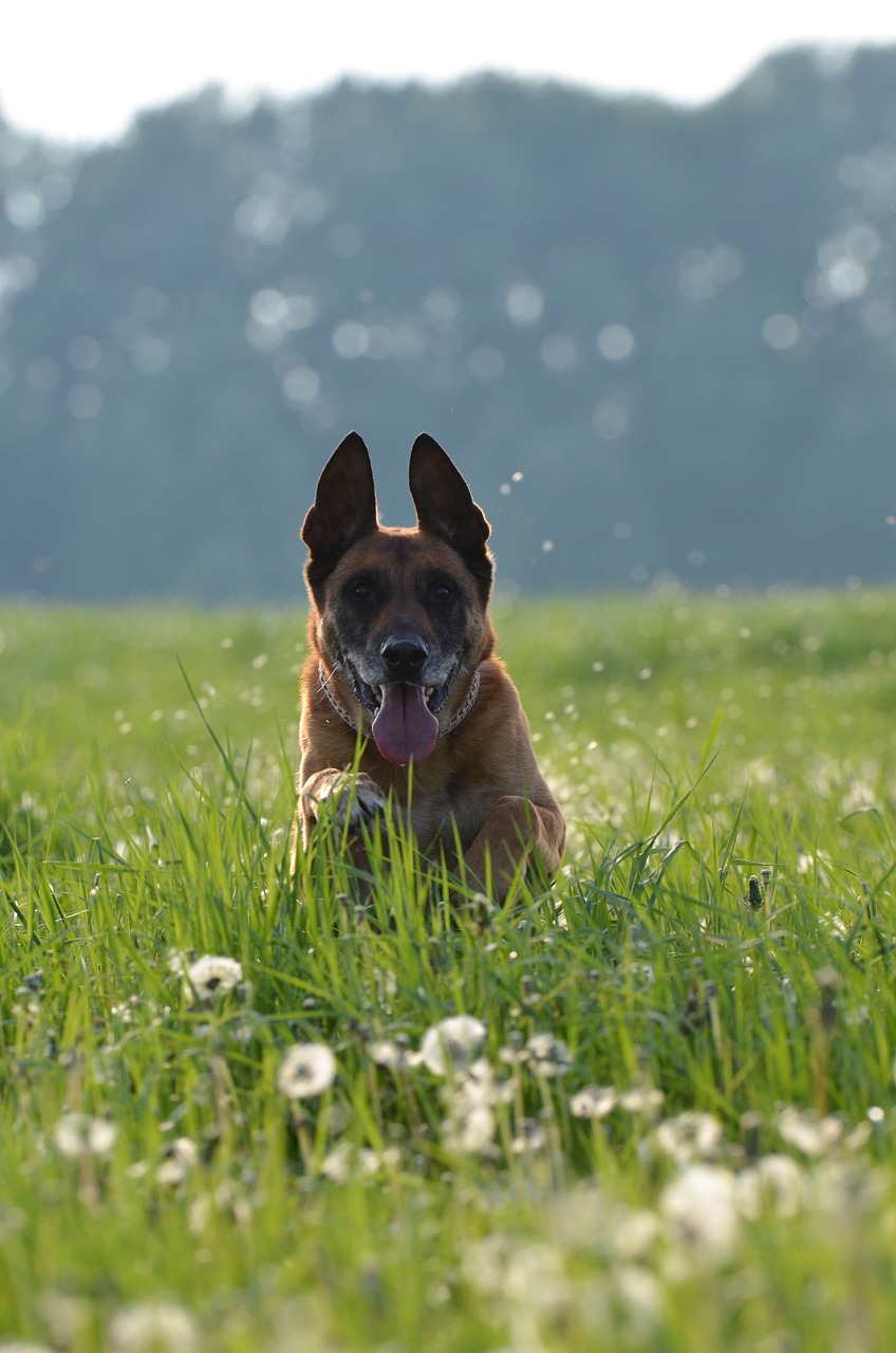 Malinois, Kiaulpienių Pieva, Judesio Įrašymas, Bėgimo Šuo, Draugiškas, Belgijos Aviganis, Patinas, Pieva, Nemokamos Nuotraukos,  Nemokama Licenzija