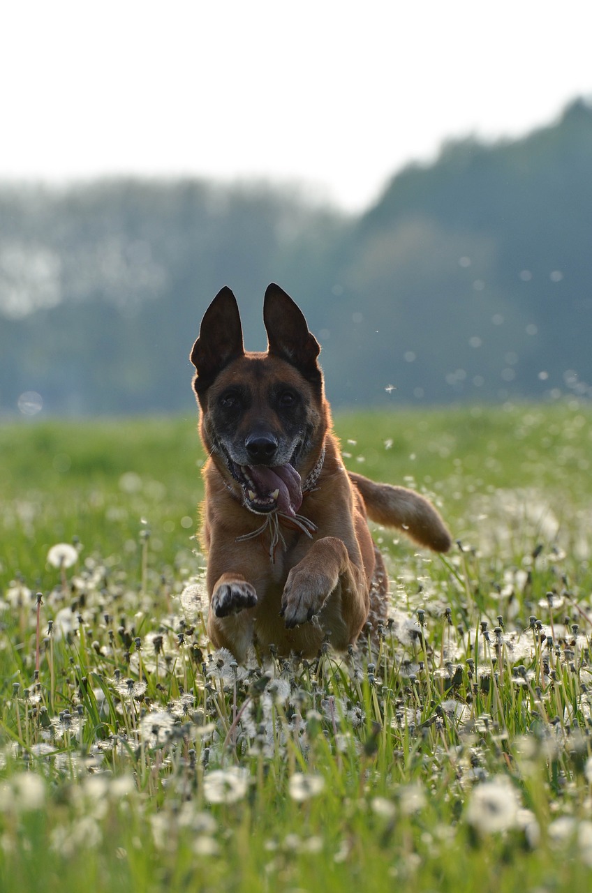 Malinois, Kiaulpienių Pieva, Judesio Įrašymas, Bėgimo Šuo, Draugiškas, Belgijos Aviganis, Patinas, Pieva, Nemokamos Nuotraukos,  Nemokama Licenzija