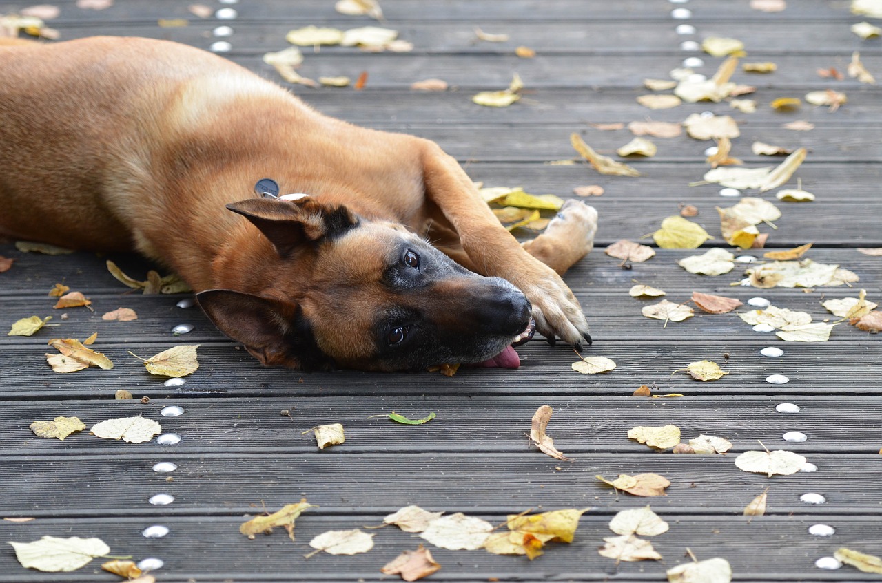 Malinois, Saldus, Medinis Tiltas, Nemokamos Nuotraukos,  Nemokama Licenzija