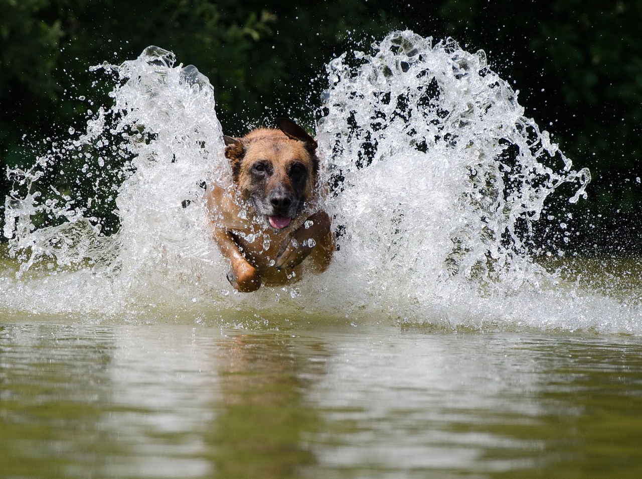 Malinois, Vanduo, Belgijos Aviganis, Vasara, Šokinėti, Aušinimas, Nemokamos Nuotraukos,  Nemokama Licenzija