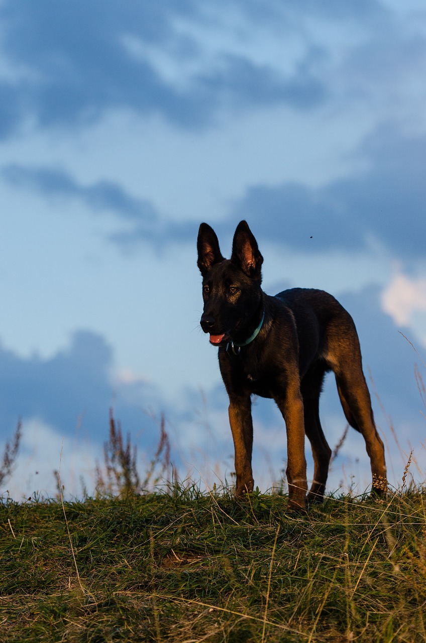 Malinois,  Belgijos Aviganis,  Jaunas Šuo,  Patinas,  Vasara, Nemokamos Nuotraukos,  Nemokama Licenzija