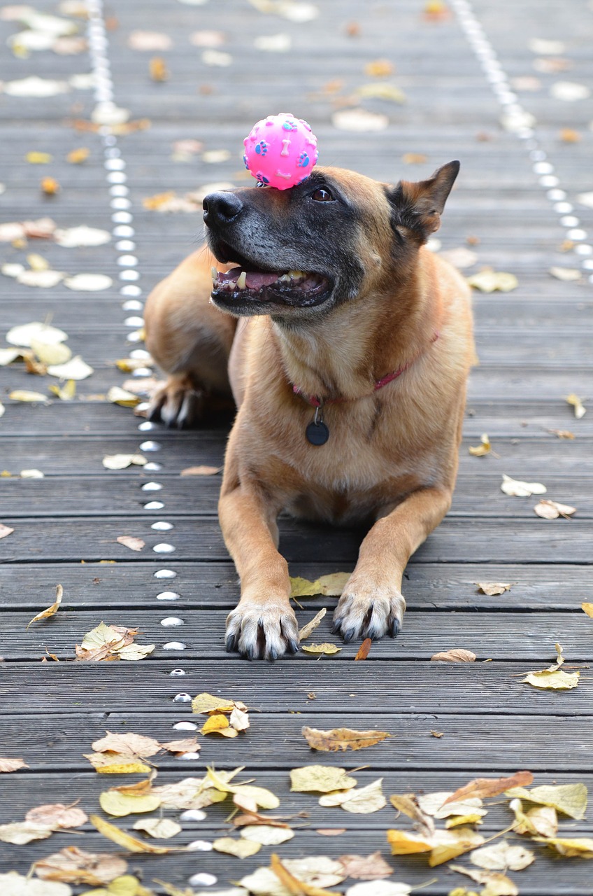 Malinois,  Belgijos Aviganis,  Lapai,  Ruduo,  Dėmesio,  Medinis Tiltas,  Šunų Parodos Triukas,  Šunų Triukas,  Šuo Su Rutuliu,  Šunų Gudrybės