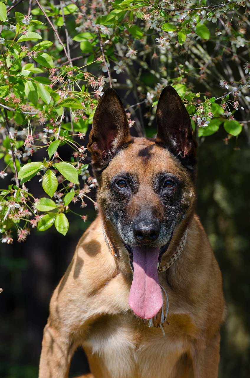 Malinois,  Belgijos Aviganis,  Portretas,  Draugiškas,  Dėmesio,  Vasara, Nemokamos Nuotraukos,  Nemokama Licenzija