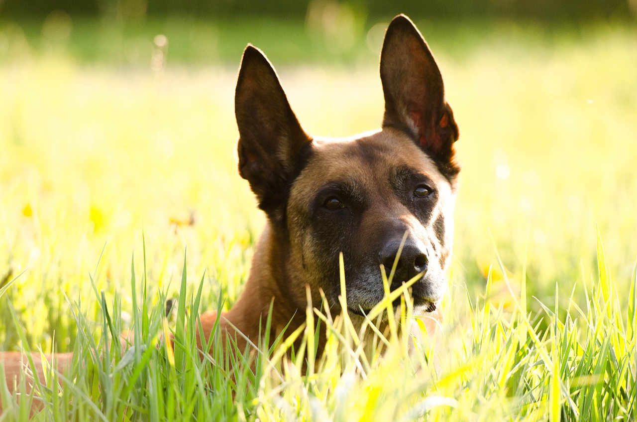 Malinois,  Belgijos Aviganis,  Portretas,  Draugiškas,  Dėmesio,  Vasara,  Atgal Šviesa, Nemokamos Nuotraukos,  Nemokama Licenzija