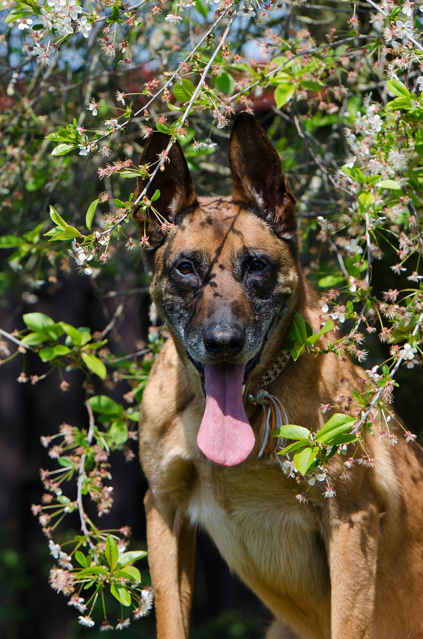 Malinois,  Belgijos Aviganis,  Portretas,  Draugiškas,  Dėmesio,  Vasara, Nemokamos Nuotraukos,  Nemokama Licenzija