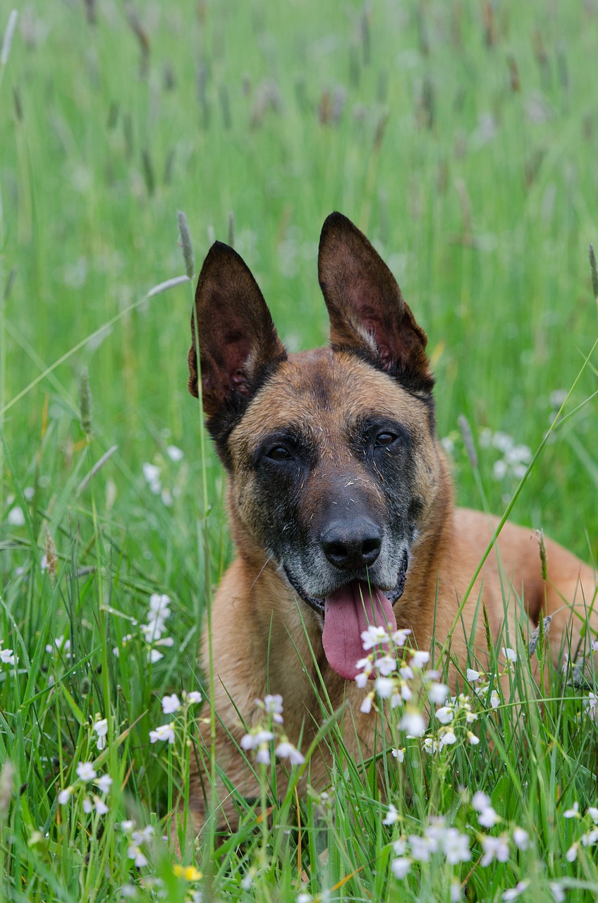 Malinois,  Lietingas Oras,  Šlapūs Kailiai,  Belgijos Aviganis,  Šuo,  Naminis Gyvūnėlis,  Šlapias,  Šlapias Šuo,  Pieva,  Dėmesio