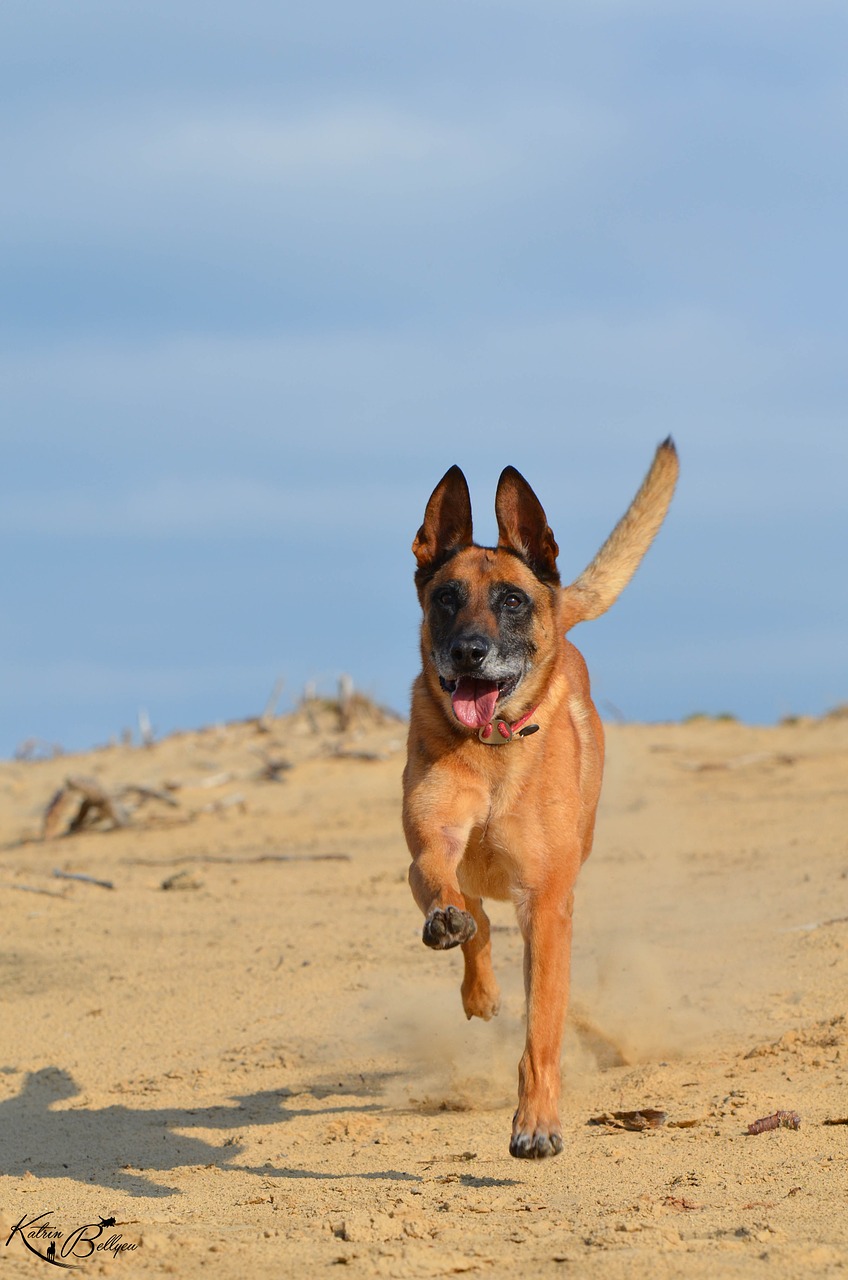 Malinois,  Smėlis,  Vasara,  Papludimys,  Šiltas,  Saulė,  Belgijos Aviganis,  Mėlynas Dangus,  Bėgimo Šuo,  Dėmesio