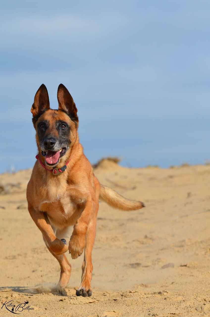 Malinois,  Smėlis,  Vasara,  Papludimys,  Šiltas,  Saulė,  Belgijos Aviganis,  Mėlynas Dangus,  Bėgimo Šuo,  Dėmesio