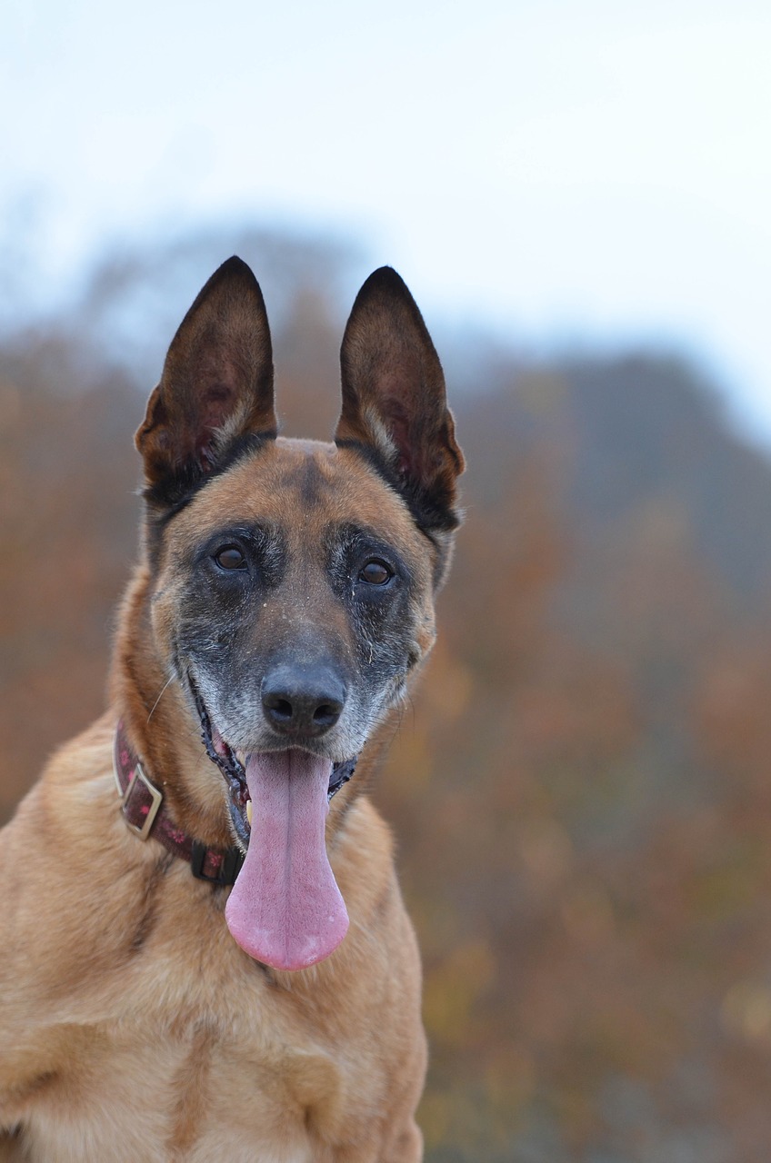 Malinois, Portretas, Ruduo, Dėmesio, Draugiškas, Belgijos Aviganis, Patinas, Veidas, Naminis Gyvūnėlis, Nemokamos Nuotraukos