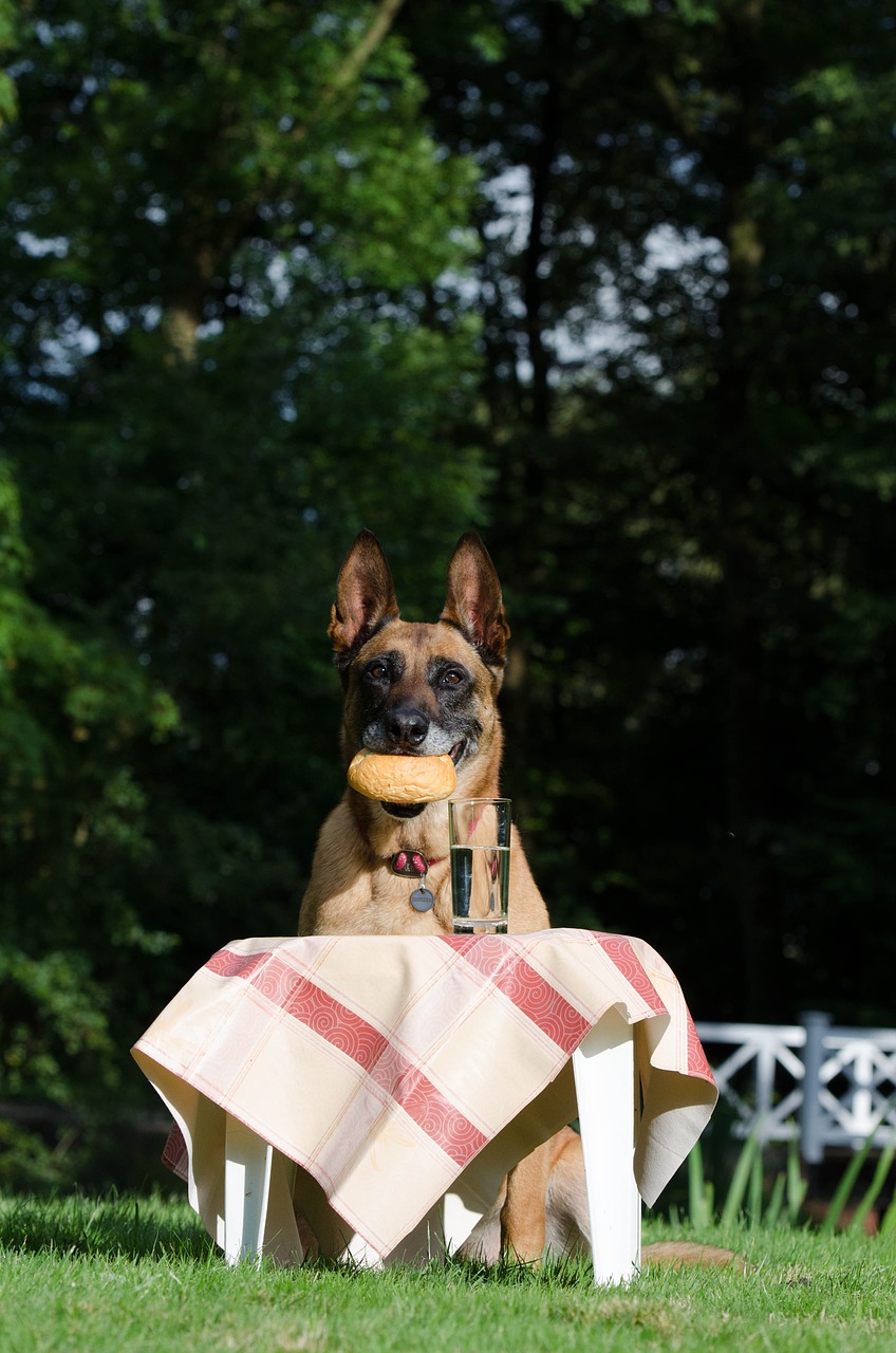 Malinois, Belgijos Aviganis, Iškylai, Patinas, Šunų Triukas, Gudrybės, Žygdarbis, Juokinga, Šuo Rodo Apgauti, Šunų Parodos Triukas