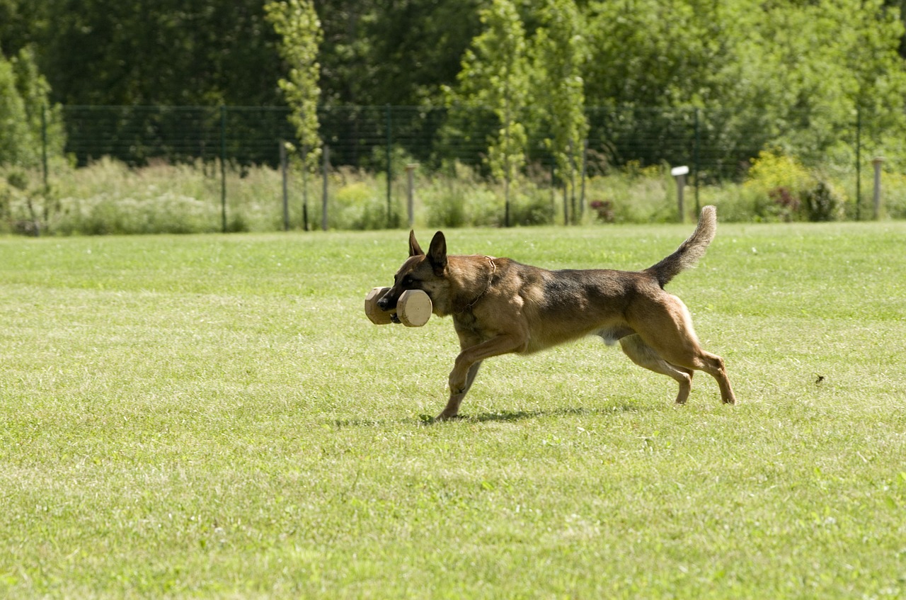 Malinois,  Belgijos Aviganis,  Šuo,  Išrinkimas, Nemokamos Nuotraukos,  Nemokama Licenzija