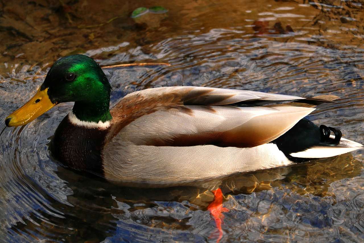 Meletas, Antis, Laukinė Gamta, Fotografija, Laukiniai, Miškas, Upė, Vandens Paukštis, Gamta, Ančių Paukštis