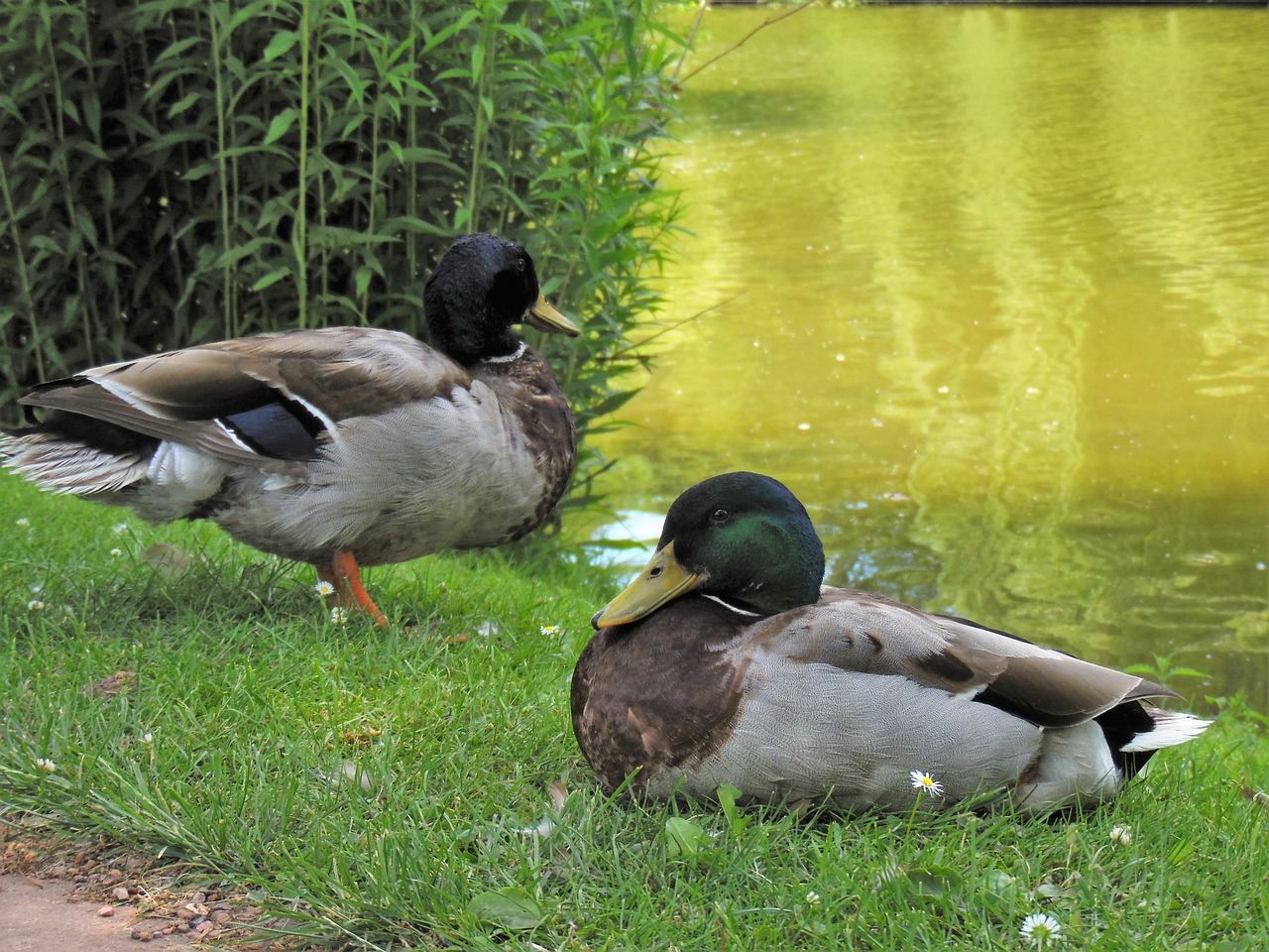 Meletas, Antis, Vandens Paukštis, Drake, Vandens Gyvūnai, Sąskaitą, Vyrų Meletas, Ančių Paukštis, Nemokamos Nuotraukos,  Nemokama Licenzija