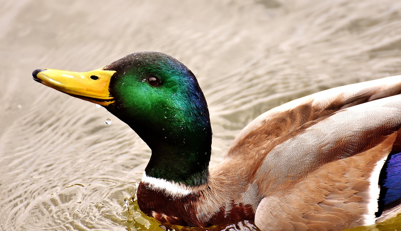 Meletas, Vandens Paukštis, Drake, Ančių Paukštis, Gamta, Pavasario Pieva, Vyrų Meletas, Parkas, Padaras, Nemokamos Nuotraukos