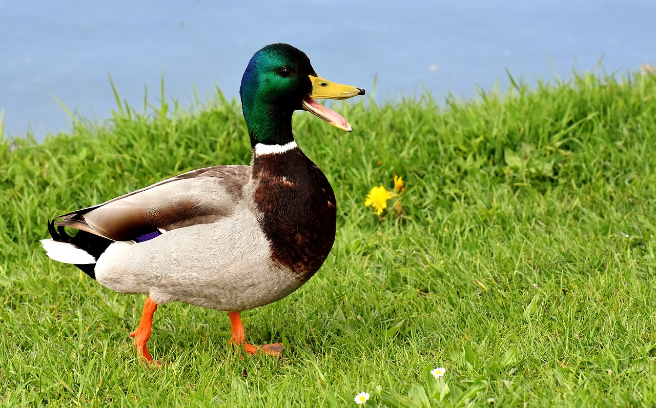 Mallard,  Vyrai,  Duona,  Valgyti,  Sniegas,  Žiemos,  Vanduo Paukštis,  Bill,  Vaikinas Pīle,  Antis Paukštis