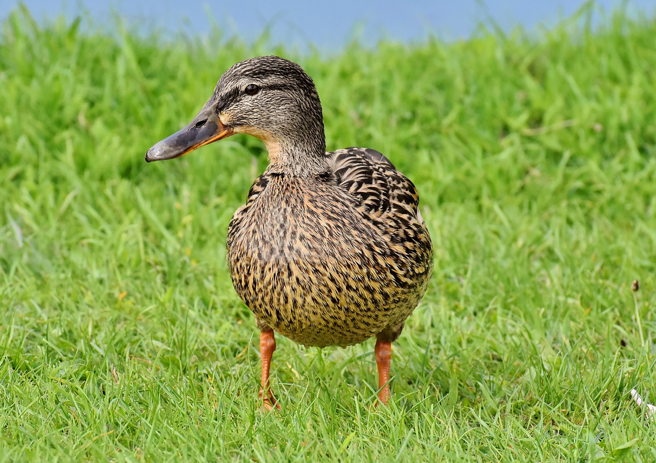 Mallard,  Mielas,  Pobūdį,  Vandens,  Antis,  Paukštis,  Plunksnos,  Naminių Paukščių,  Vandenys,  Antys