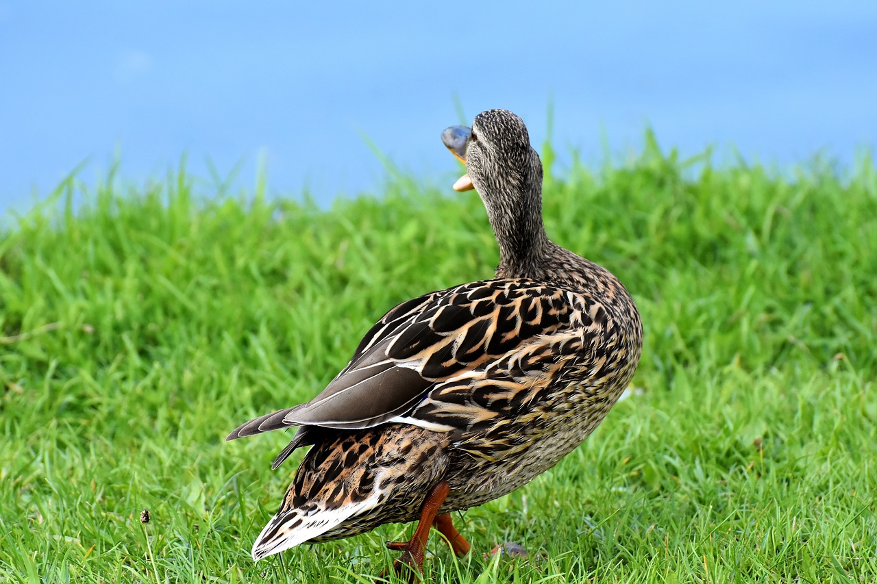 Mallard,  Niurzgėjimas,  Mielas,  Pobūdį,  Vandens,  Antis,  Paukštis,  Plunksnos,  Naminių Paukščių,  Vandenys