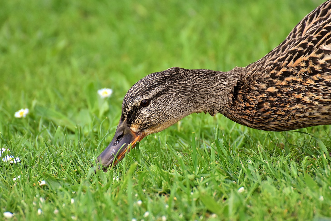 Mallard,  Mielas,  Pobūdį,  Vandens,  Antis,  Paukštis,  Plunksnos,  Naminių Paukščių,  Vandenys,  Antys