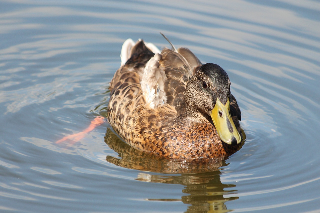 Mallard,  Antis,  Anas Platyrhynchos,  Antis Paukštis,  Paukštis,  Plunksnuočių Lenktynės,  Pobūdį,  Laukiniais Paukščiais,  Gyvosios Gamtos,  Vandens