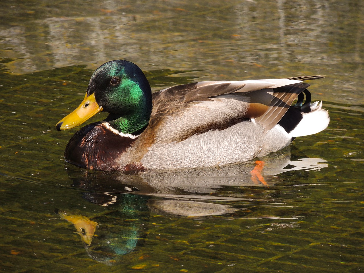 Mallard,  Antis,  Gyvūnijos,  Pobūdį,  Paukštis,  Gyvūnas,  Vandens Paukščių, Nemokamos Nuotraukos,  Nemokama Licenzija