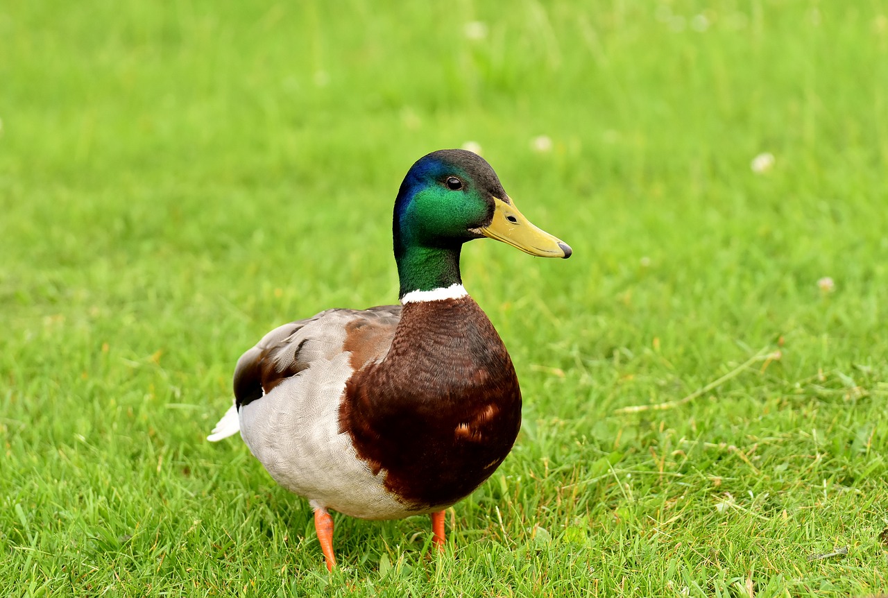 Mallard,  Vyrai,  Vanduo Paukštis,  Bill,  Vaikinas Pīle,  Antis Paukštis,  Pobūdį,  Padaras,  Spalvinga,  Gyvūnas