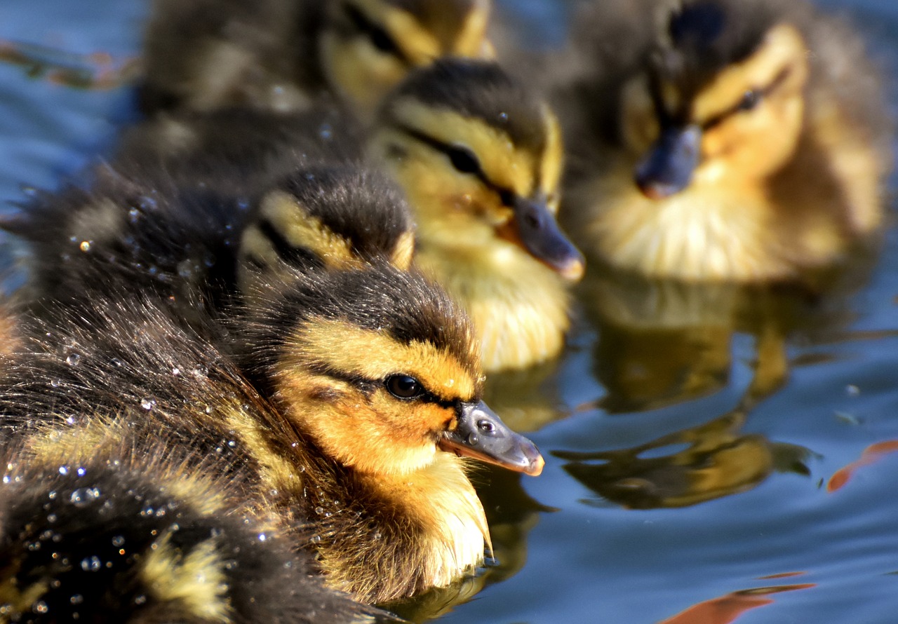 Mallard,  Jaunikliai,  Kūdikių,  Plaukti,  Mažas,  Mielas,  Saldus,  Juokinga,  Vanduo Paukštis,  Plunksna