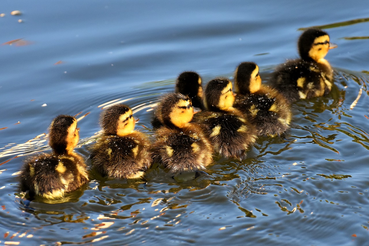 Mallard,  Jaunikliai,  Kūdikių,  Plaukti,  Mažas,  Mielas,  Saldus,  Juokinga,  Vanduo Paukštis,  Plunksna