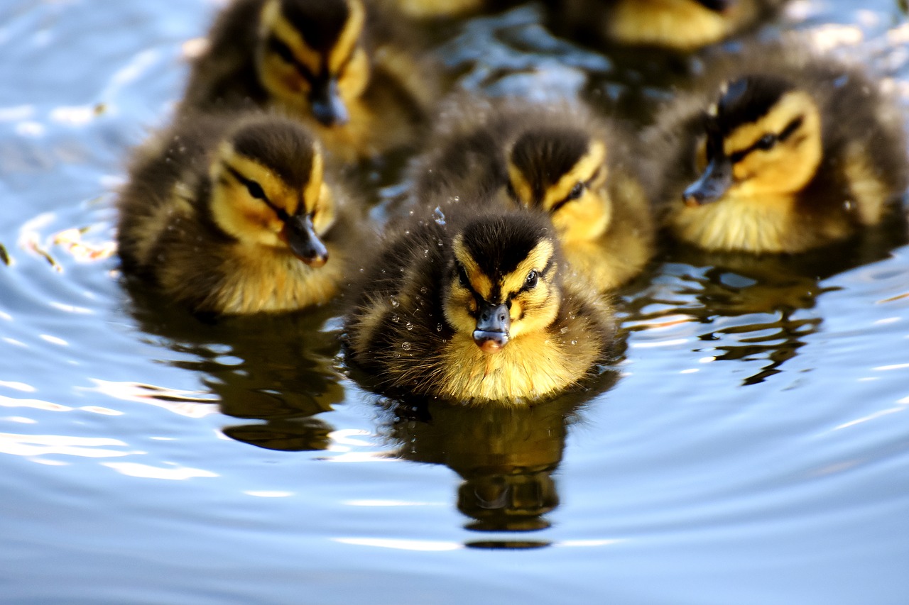 Mallard,  Jaunikliai,  Kūdikių,  Plaukti,  Mažas,  Mielas,  Saldus,  Juokinga,  Vanduo Paukštis,  Plunksna