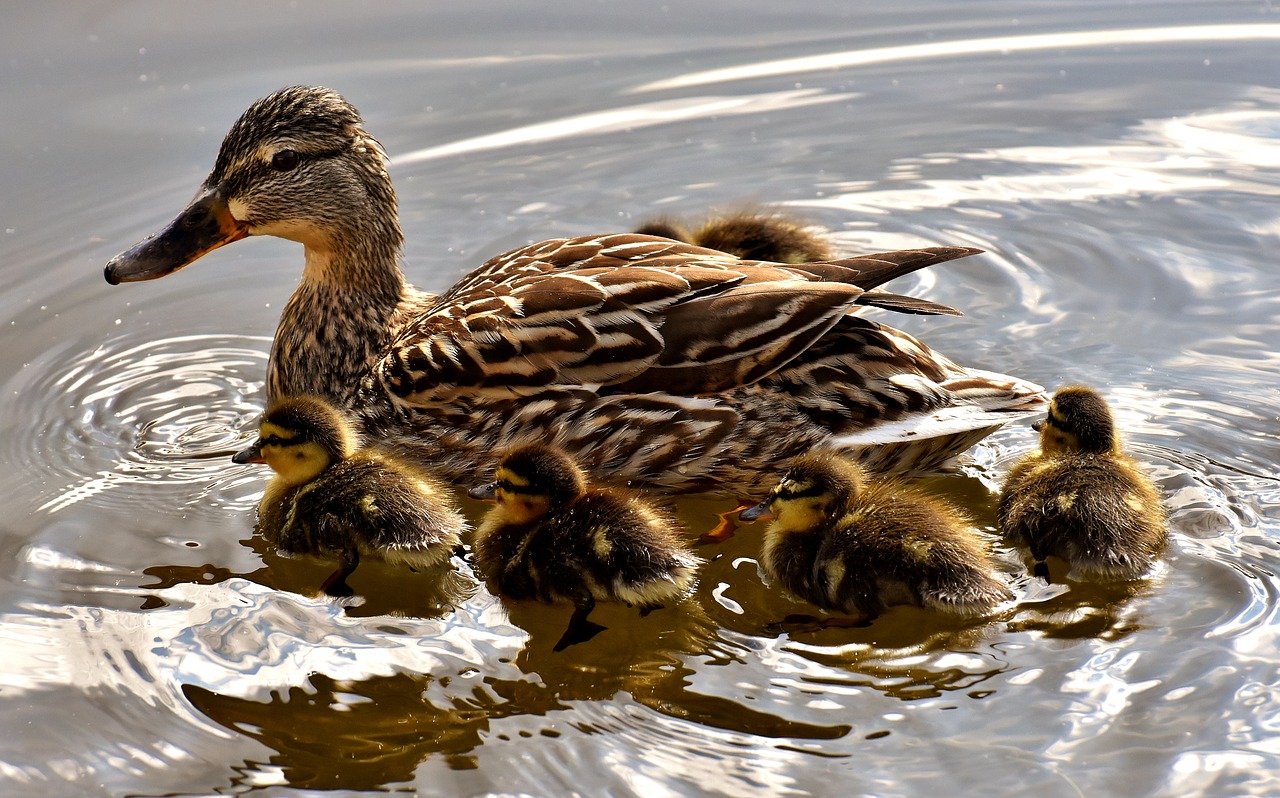 Mallard,  Jaunikliai,  Plaukti,  Mažas,  Mielas,  Saldus,  Juokinga,  Vanduo Paukštis,  Plunksna,  Plunksnos