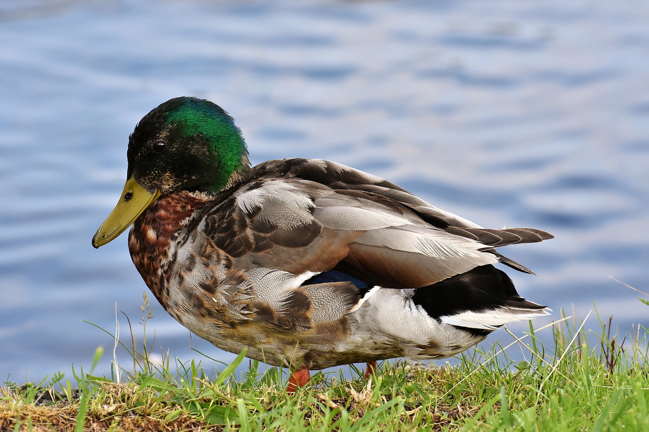 Mallard,  Vyrai,  Vanduo Paukštis,  Bill,  Vaikinas Pīle,  Antis Paukštis,  Pobūdį,  Padaras,  Spalvinga,  Gyvūnas