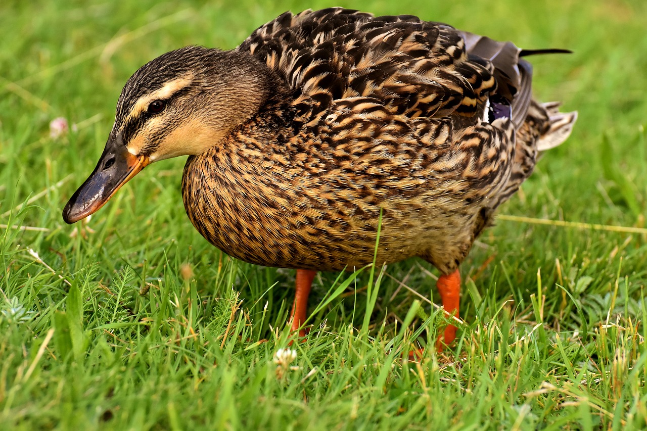 Mallard,  Antis,  Paukštis,  Pobūdį,  Plunksnos,  Naminių Paukščių,  Antys,  Vanduo Paukštis,  Gyvūnas,  Gyvūnijos Pasaulyje