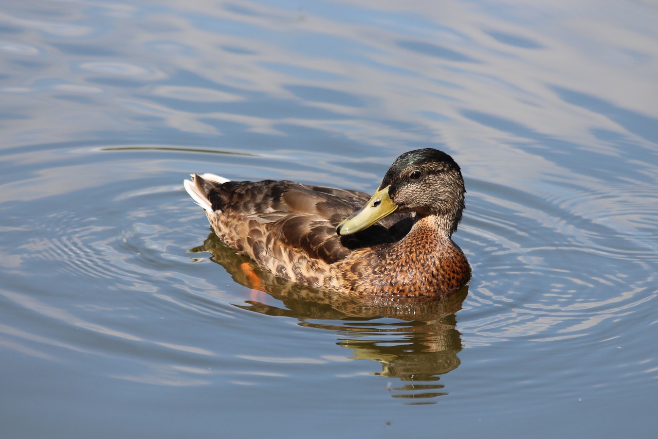 Mallard,  Antis,  Anas Platyrhynchos,  Antis Paukštis,  Paukštis,  Plunksnuočių Lenktynės,  Pobūdį,  Laukiniais Paukščiais,  Gyvosios Gamtos,  Vandens