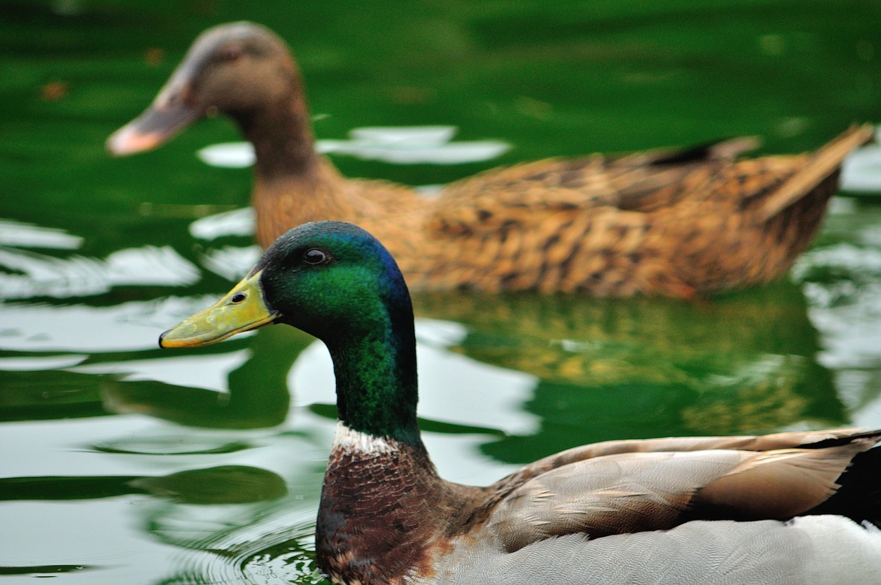 Mallard,  Antys,  Antis,  Vanduo, Nemokamos Nuotraukos,  Nemokama Licenzija