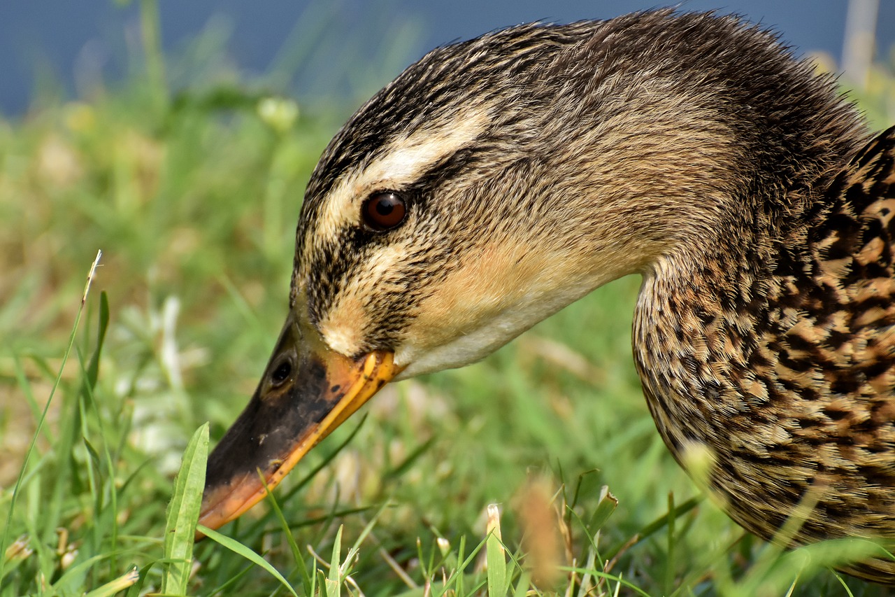 Mallard,  Iš Arti,  Antis,  Paukštis,  Pobūdį,  Plunksnos,  Naminių Paukščių,  Antys,  Vanduo Paukštis,  Gyvūnijos Pasaulyje