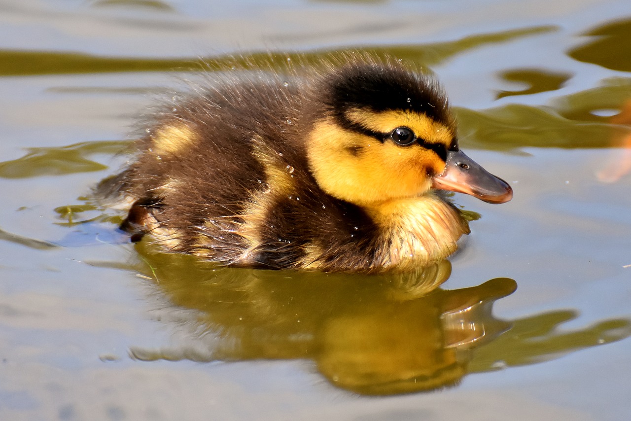 Mallard,  Ančiukų,  Antis,  Jaunikliai,  Mielas,  Mažas,  Plaukti,  Vanduo Paukštis,  Plunksna,  Plunksnos